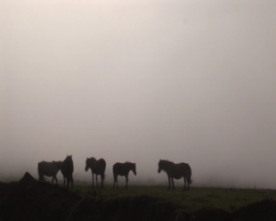 Estampa do documentario 'Ferro ardendo'