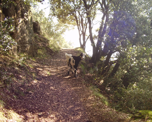 "Cabuxa", camiñada polo Montseny.